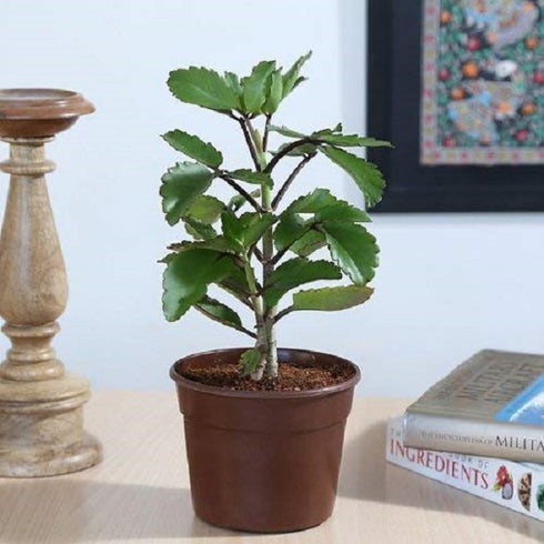 Bryophyllum Pinnatum/Patharchatta Plant